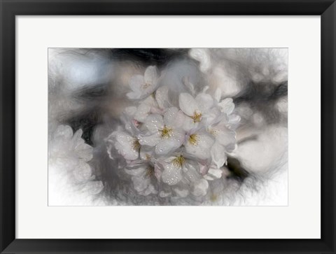 Framed White Cherry Blossom Print