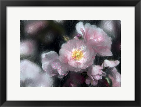 Framed Hybrid Tea Roses Print