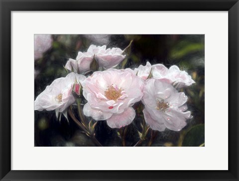 Framed Floribunda Roses Print