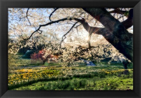 Framed Sunrise Behind Tree Print