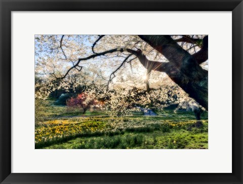 Framed Sunrise Behind Tree Print