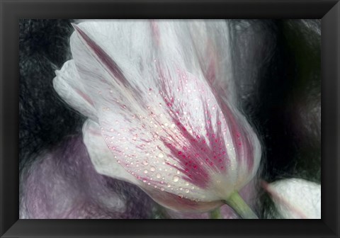 Framed Lily-Flowered Tulip Print