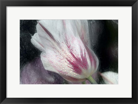 Framed Lily-Flowered Tulip Print